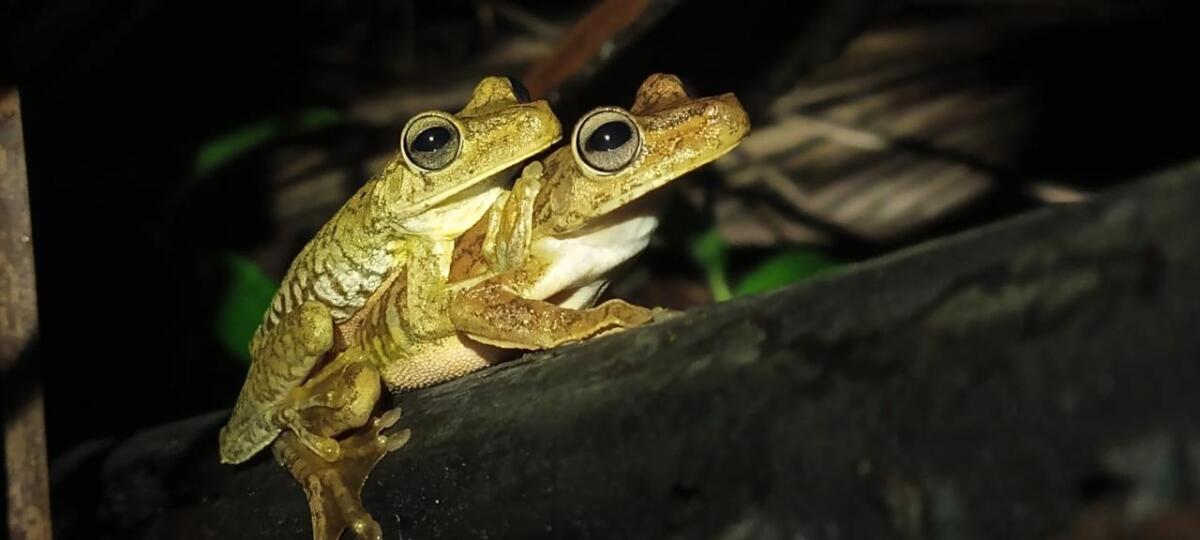 actividad - Mangrove tour Manuel Antonio Puntarenas - Tour en Costa Rica