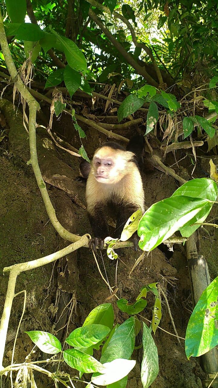 vista - Mangrove tour Manuel Antonio Puntarenas - Tour en Costa Rica