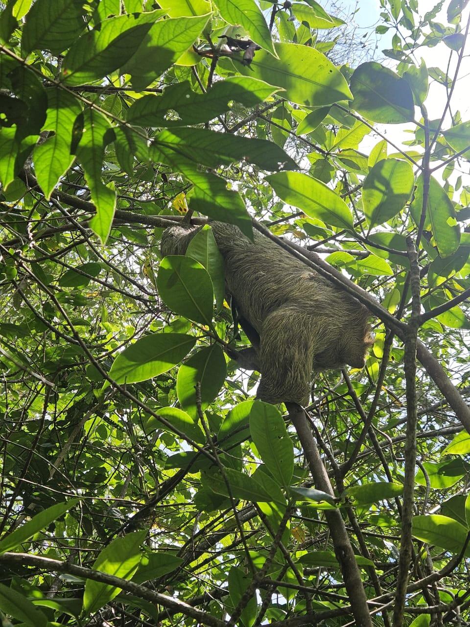 atracción - Mangrove tour Manuel Antonio Puntarenas - Tour en Costa Rica
