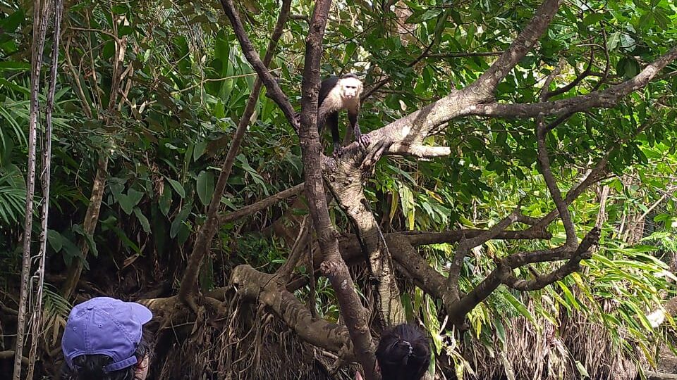 Mangrove tour en Manuel Antonio, Puntarenas - Tour de Costa Rica