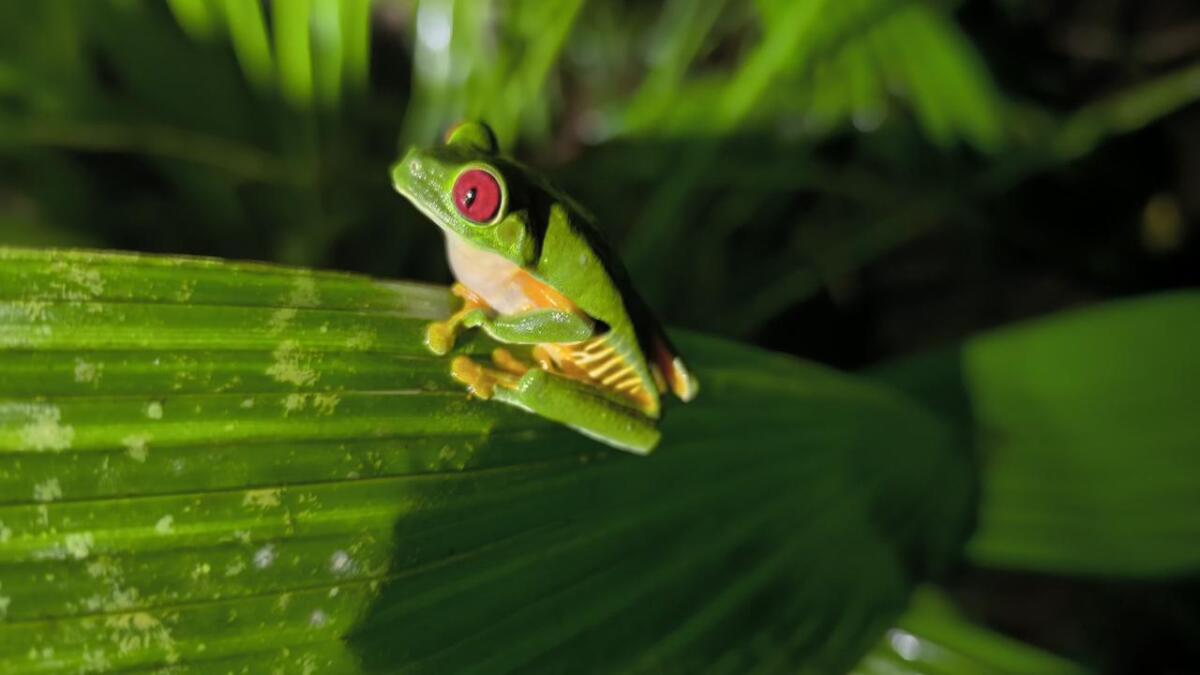 galería - Mangrove tour Manuel Antonio Puntarenas - Tour en Costa Rica