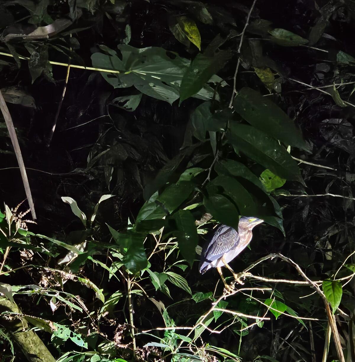 paisaje - Mangrove tour Manuel Antonio Puntarenas - Tour en Costa Rica