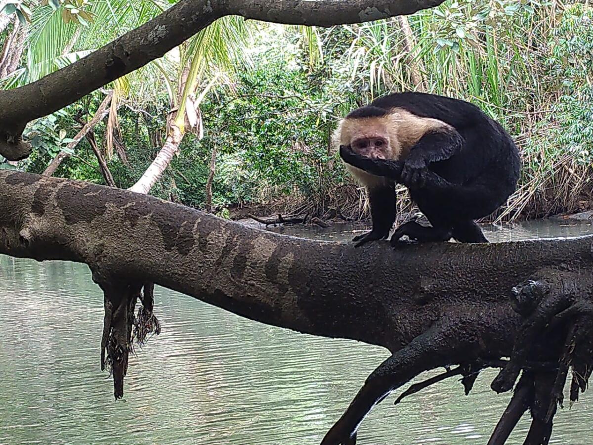 paisaje - Mangrove tour Manuel Antonio Puntarenas - Tour en Costa Rica