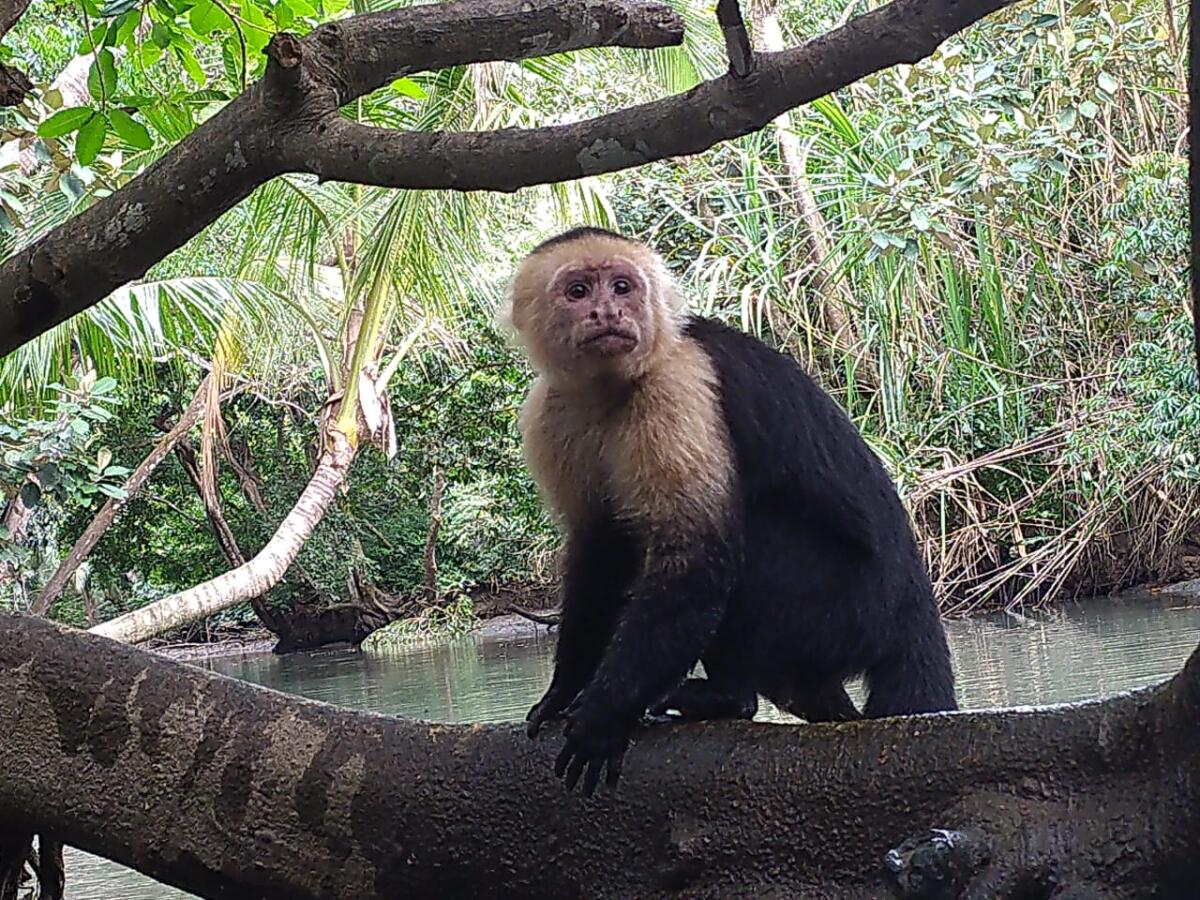 experiencia - Mangrove tour Manuel Antonio Puntarenas - Tour en Costa Rica