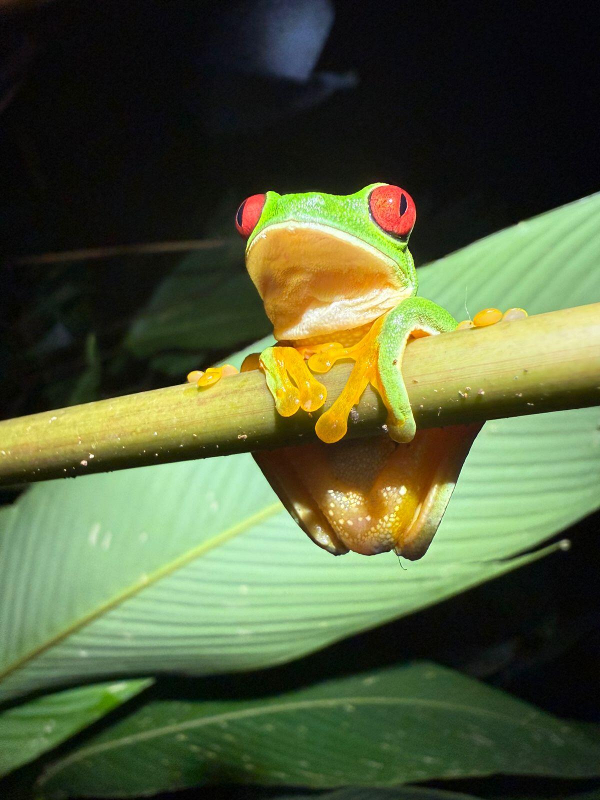 naturaleza - Mangrove tour Manuel Antonio Puntarenas - Tour en Costa Rica