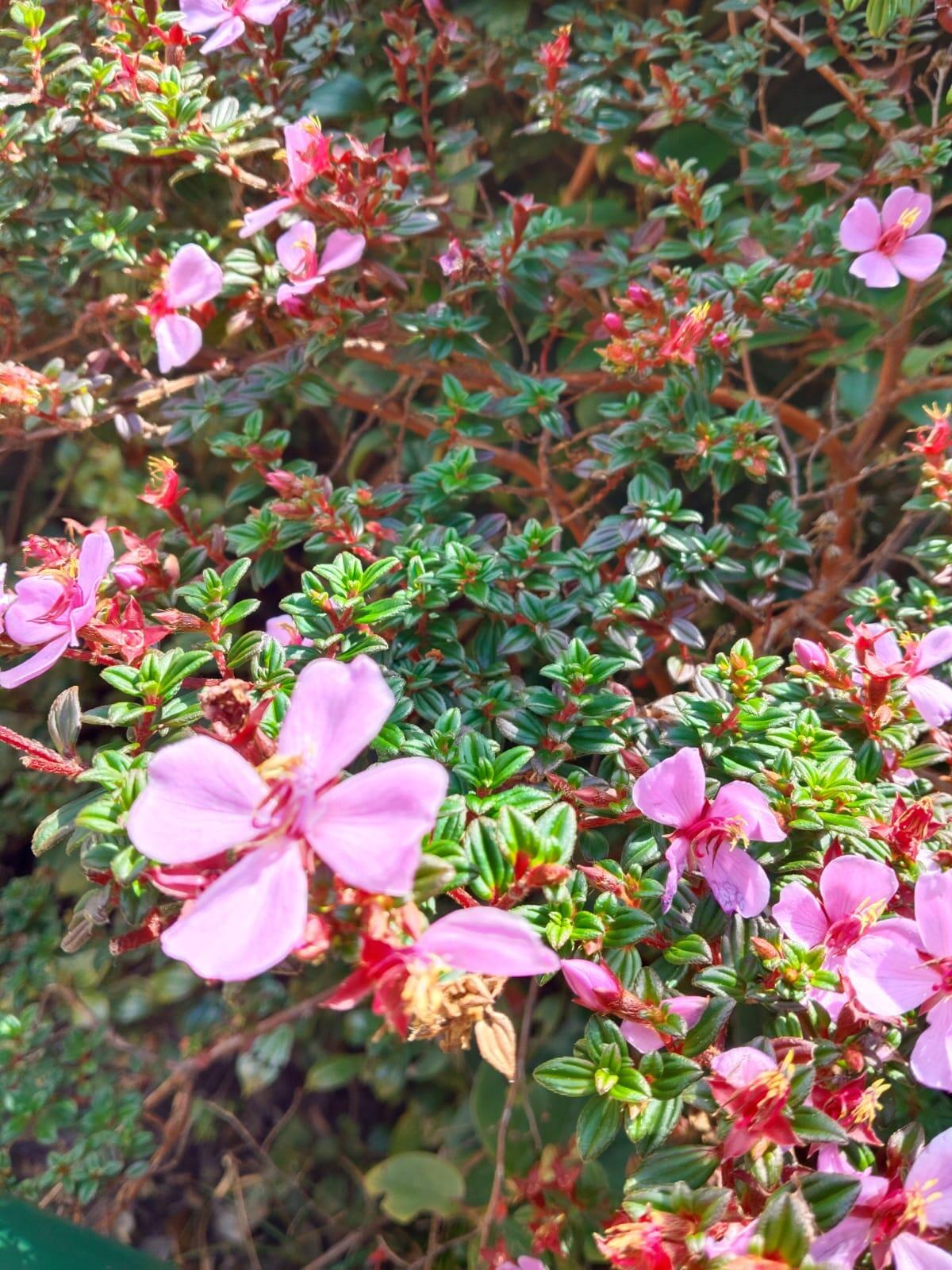galería - Poás Volcano Tour 🌋 | Private Experience from San José + Breakfast & Strawberries Valle Central San José - Tour en Costa Rica